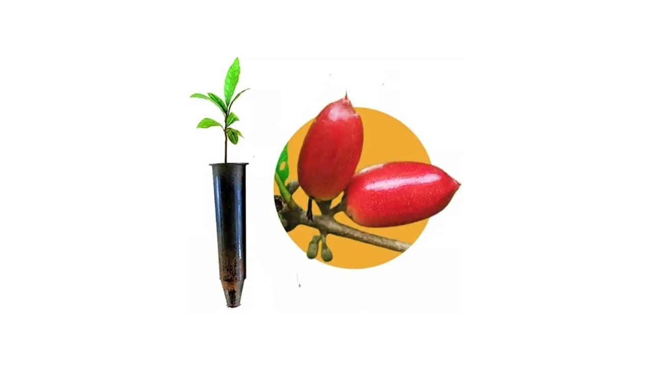 Fruta do Milagre: As 7 Melhores Mudas para Cultivar em Casa