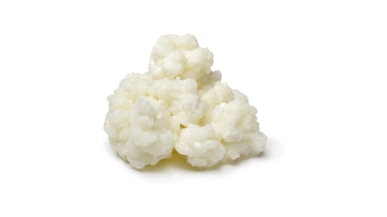 Kefir: As 10 Melhores Opções para Cultivo e Saúde
