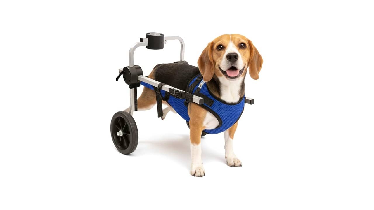 Melhor Cadeira de Rodas para Cachorro: Opções de 2 e 4 Rodas