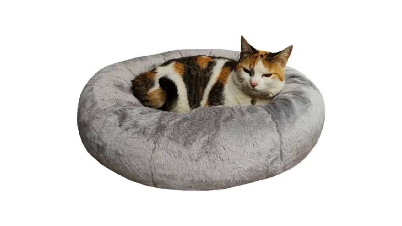 Melhor Cama Gato: Qual Opção É Mais Confortável e Segura?
