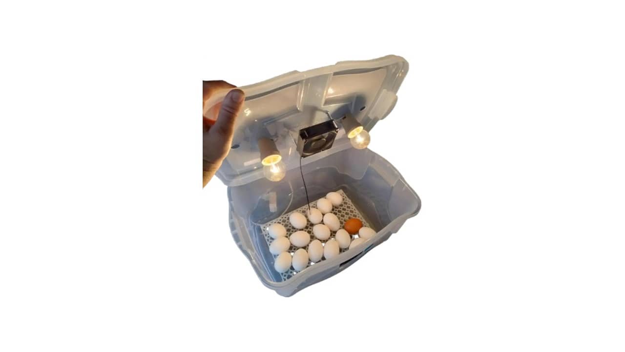 Melhor Chocadeira para Ovos de Galinha: Viragem Automática e Controle Preciso