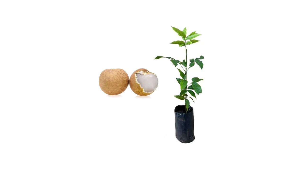 Melhor Frutífera para Vaso: Frutos Saborosos para seu Espaço