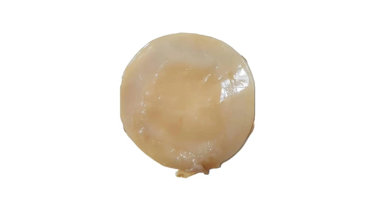 Melhor Kombucha do Mercado: Qual É a Opção Mais Saudável e Gostosa?