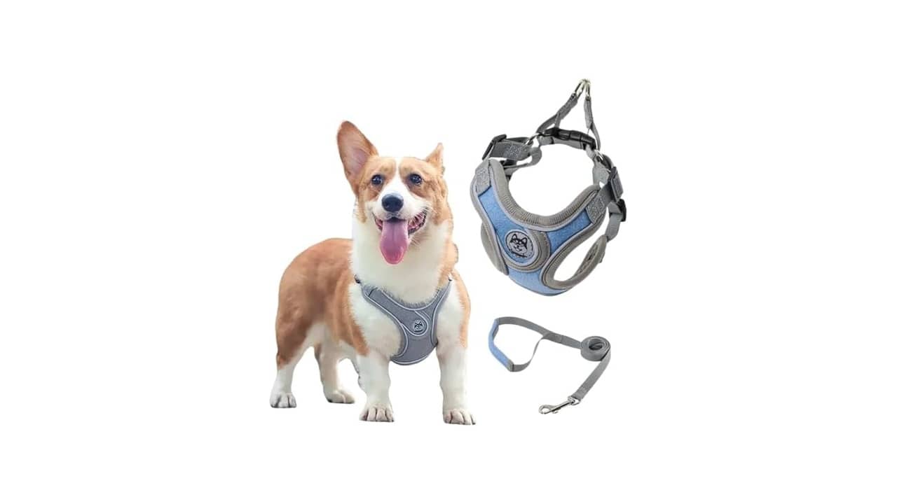 Melhor Marca de Coleira para Cachorro: 10 Modelos