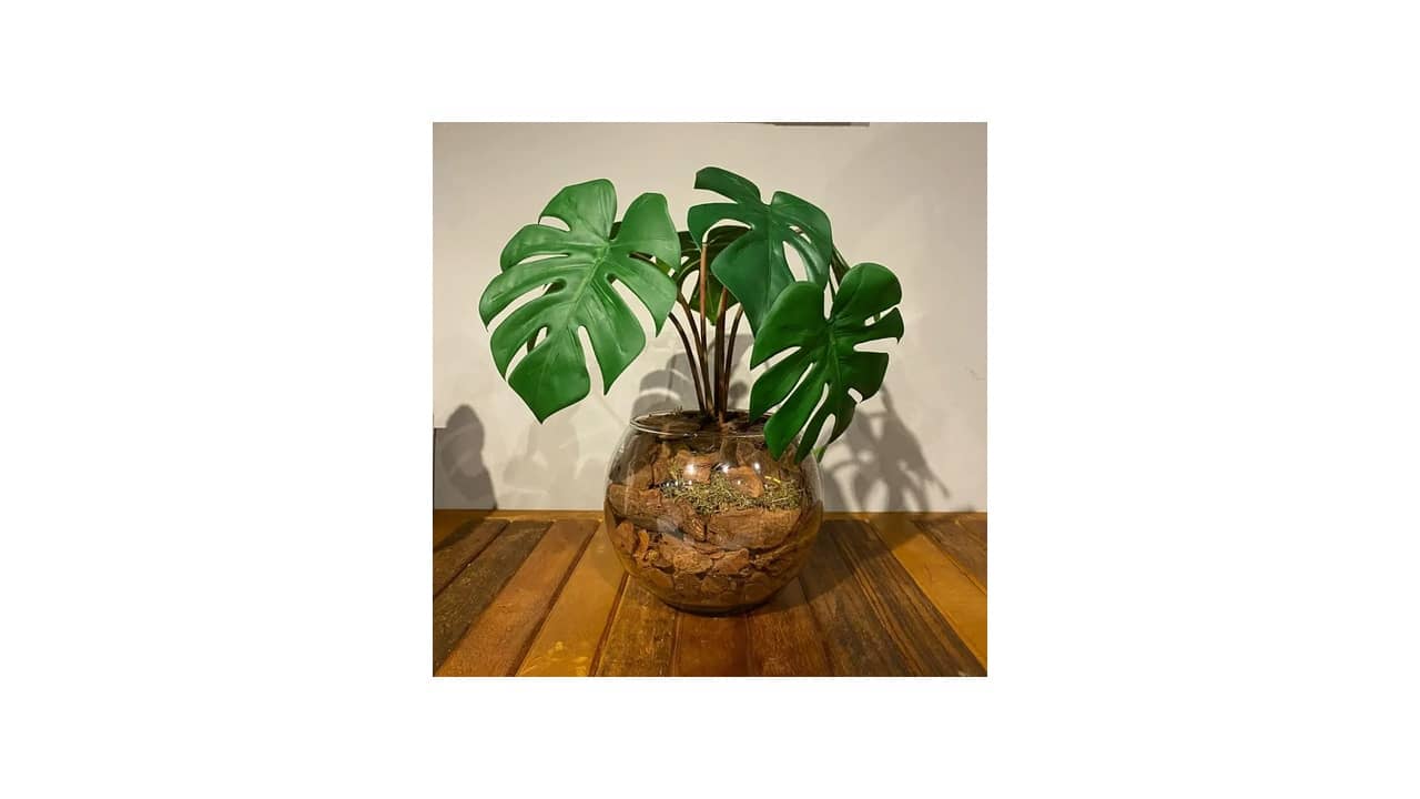 Melhor Planta para Mesa de Jantar: As 10 Mais Elegantes e Duráveis