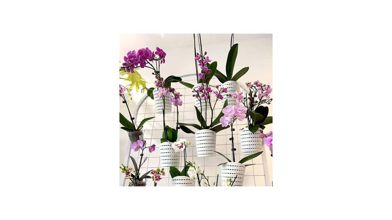 Melhor Vaso para Orquídea Oncidium: 8 Opções Transparentes e Ventiladas