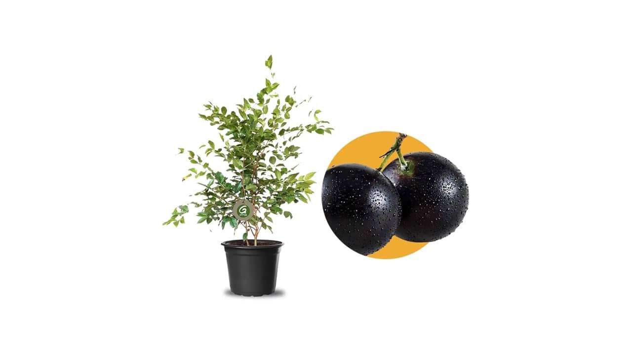 Mudas de Plantas: As 10 Melhores para Decorar e Produzir