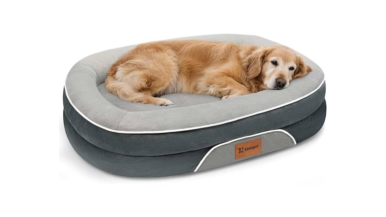 Qual a Melhor Cama para Cães Ortopédica: Análise Completa de 10 Modelos Confortáveis