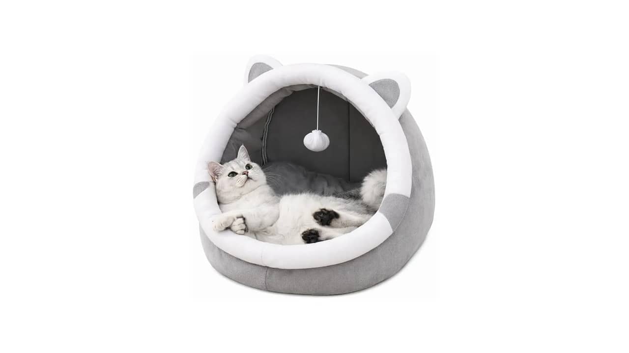 Qual a Melhor Cama Pet de Verão: Suspensas e Respiráveis para Pets