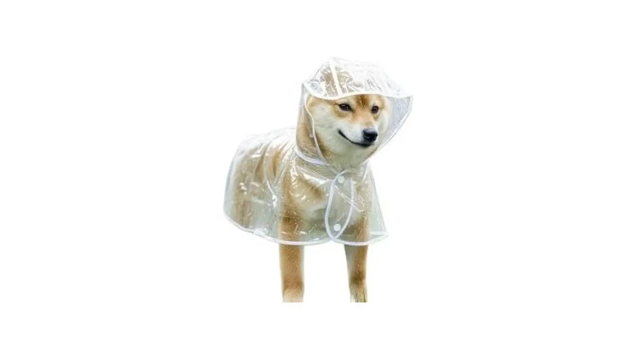 Qual a Melhor Capa de Inverno para Cães: Proteção Impermeável e Refletiva