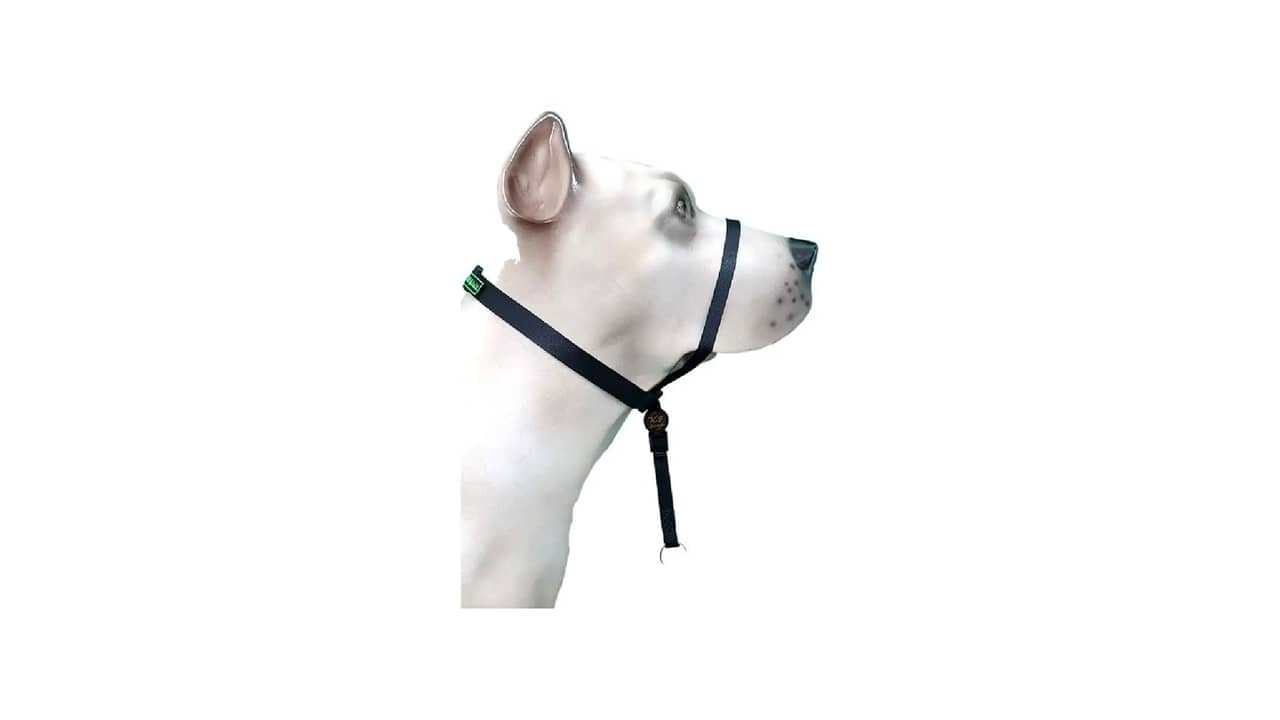 Qual a Melhor Coleira K9: Peitorais e Cabrestos Para Cães Fortes