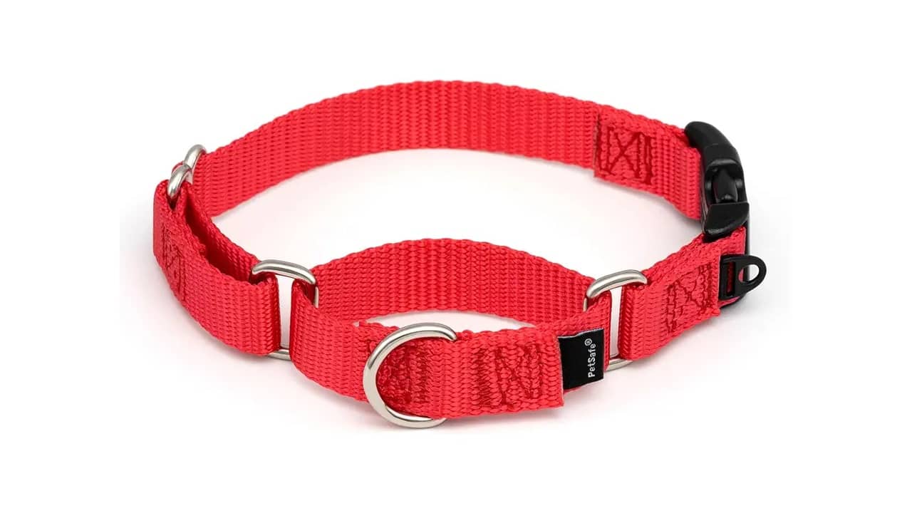 Qual a Melhor Coleira Martingale: Análise Detalhada