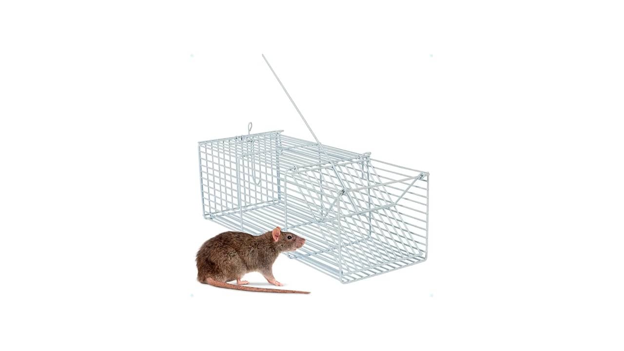 Qual a Melhor Isca para Ratos ou Ratoeira: Captura Eficiente e Sem Veneno