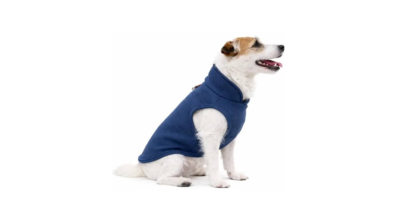 Qual a Melhor Roupa de Inverno para Gato: Análise de 10 Modelos Comfortáveis