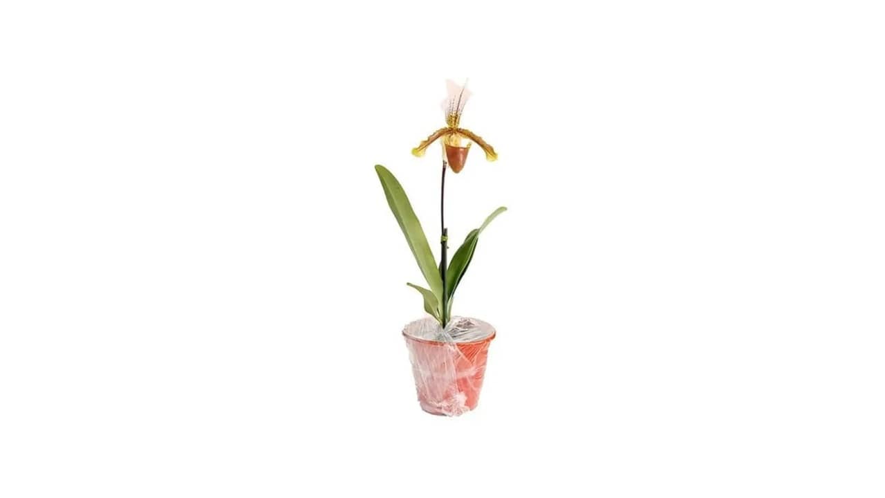Qual o Melhor Vaso para Orquídea Sapatinho: Análise de 10 Opções Ótimas